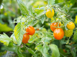 Maybe you would like to learn more about one of these? Grow Tomatoes Like A Boss With These 10 Easy Tips Garden Betty