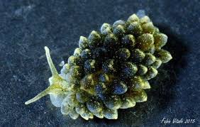 Image result for Selago coerulea