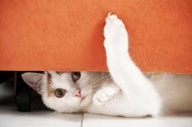Three Alternatives For Declawing Your Cat Figo Pet Insurance