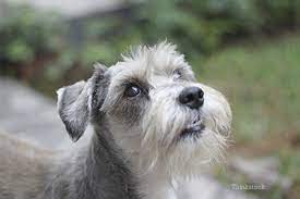 Sudden Acquired Retinal Degeneration Syndrome Sards In Dogs
