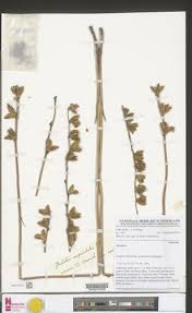 Image result for Gladiolus unguiculatus