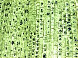 Jewelry safe, family safe, plant based: Plant Cells Microscope Google Search Plant Cell Picture Plant Cell Plant Cell Structure