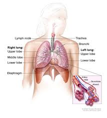 Parents may receive compensation when you click through and purchase from links contained on this website. Respiratory System Anatomy Image Details Nci Visuals Online
