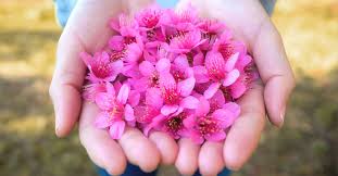 Trova immagini fiori gratis ✓ scarica immagini di fiori da scaricare ✓ scegli nuove immagini nuove di fiori hd da utilizzare per i tuoi progetti. Corso Di Massaggio Rilassante Con Essenze Floreali Himalayane