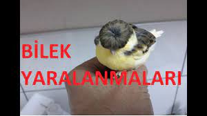 Kanarya Ayak Sagligi Bilek Yaralanmasi Kizariklik Morarmada Ne Yapilir Nasil Tedavi Edilir Youtube