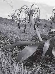 Image result for Chamaecrista zambesica