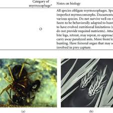 Matthew 7:4 or how wilt thou say to thy brother, let me pull out the mote out of thine eye; Pdf Spider Ant Associations An Updated Review Of Myrmecomorphy Myrmecophily And Myrmecophagy In Spiders