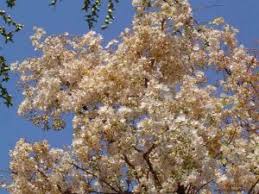 Image result for Dombeya shupangae