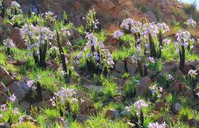 Image result for Xerophyta pauciramosa