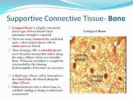 Labeling portions of a long bone learn with flashcards, games and more — for free. Cross Section Of Ground Compact Bone Labeled