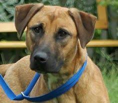 German Shepherd Pitbull Mix Black And Brown Shepherd Mix Pitbull Cute Dogs Gallery Pitbull Mix Pitbulls German Shepherd Mix