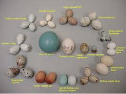 pin by samya rafferty on country living egg chart