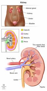Image result for Renal Function