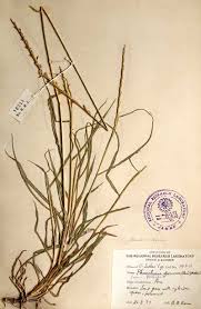 Image result for Phacelurus