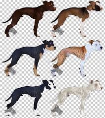 Download the dog scanner app now! Dog Breed Whippet Lurcher American Pit Bull Terrier Png Clipart American Dog Breeders Association American Pit