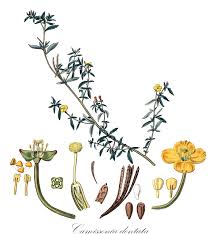 Image result for Onagraceae