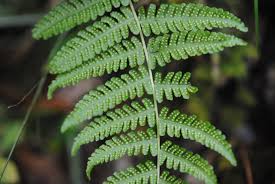 Image result for Amauropelta