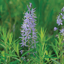 Image result for Asystasia glandulosa