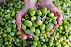 Olive In Gravidanza Posso Mangiare Blogmamma It