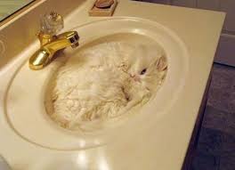 upvote my cat while a shit is in