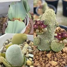 Image result for Tridentea marientalensis