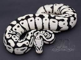 Stormtrooper Moving To The Darkside Swell Reptiles Snake Snakes Reptiles Cute Reptiles Pet Snake Reptile Snakes