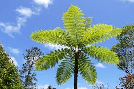 Image result for Cyatheaceae