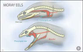 The moray eel offers over 200 different species. Moray Eels Are Uniquely Equipped To Pack Big Prey Into Their Narrow Bodies Nsf National Science Foundation