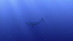Some species of sharks have a spiracle that allows them to pull water into their respiratory system while at rest. Whale Disney Wiki Fandom