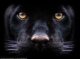 Hey guys hope you enjoyed this video. Animals Wild Desktop Wallpaper Collection 128 Big Cats Animals Panther