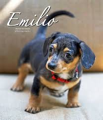 Chiweenie Dog For Adoption In San Antonio Tx Adn 674212 On Puppyfinder Com Gender Male Age Baby Chiweenie Dogs Dog Adoption Chiweenie