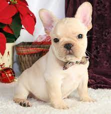 Dream valley started as a mother, daughter operation in ohio and now in austin, texas. French Bulldog Puppies For Adoption The Y Guide