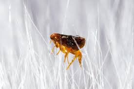 Eliminating a flea infestation will mean treating all places that can be infested, including your pet, your home and your yard. Fleas How To Get Rid Of Fleas In The House The Old Farmer S Almanac