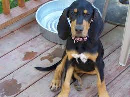 Black And Tan Coonhound Mix Puppies Black Tan Coonhound Coonhound Coonhound Puppy Beagle Puppy