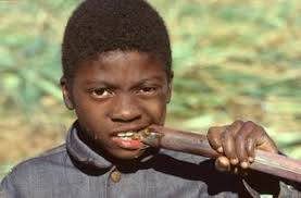 Sugarcane harvester Arthur Overstreet seen eating]