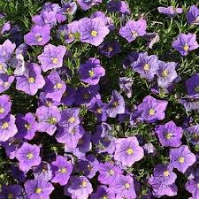 Image result for Nierembergia hippomanica