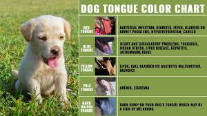 Dog Tongue 10 Must Know Facts About The Dogs Health