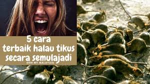 Elakkan makanan ular dari masuk ke rumah anda seperti tikus. 5 Cara Berkesan Halau Tikus Tanpa Racun Kimia Cara Halau Tikus Secara Semulajadi Racun Tikus Youtube