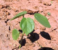 Image result for Hibiscus panduriformis