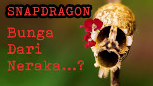7 bahasa bunga dan maknanya, dari mawar, anggrek, sampai bunga matahari. Snapdragon Bunga Dari Neraka Youtube