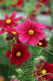 Pin On Cut Flowers