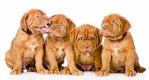 There are 6 female pups and 1 female and 2 male pups left, they won't be ready until june 4th at 10 weeks. Dogue De Bordeaux Dog Breed Information Center
