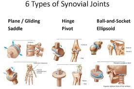 Types Of Joints Google Search Synovial Joint Human Joints Anatomy