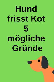 5 Grunde Warum Hunde Kot Fressen Meinhund24 In 2020 Hunde Hunde Korpersprache Hunde Erziehen