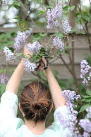 We did not find results for: How To Make A Lilac Bouquet Backyard Bouquet Ideas