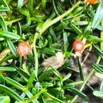 Image result for Chironia elgonensis