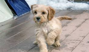 High energy, playful australian labradoodles are affectionate. Labradoodle Puppies By Southern Maine Labradoodles Recommended Breeder
