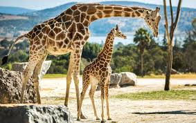 This live feed focuses on ollie and johari's outdoor enclosure and will let you watch. 7 Live Giraffe Cams Captive And Wild Bird Watching Hq