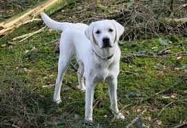 Black And White Lab Labrador Names The Ultimate List 225 Great Names Labrador Names White Lab Puppies Labrador Retriever