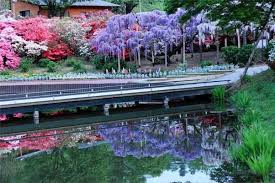 Beautiful Ashikaga Flower Park Japan General Interest Reading Baselios Church Digital Library Wisteria Garden Japanese Garden Beautiful Flowers